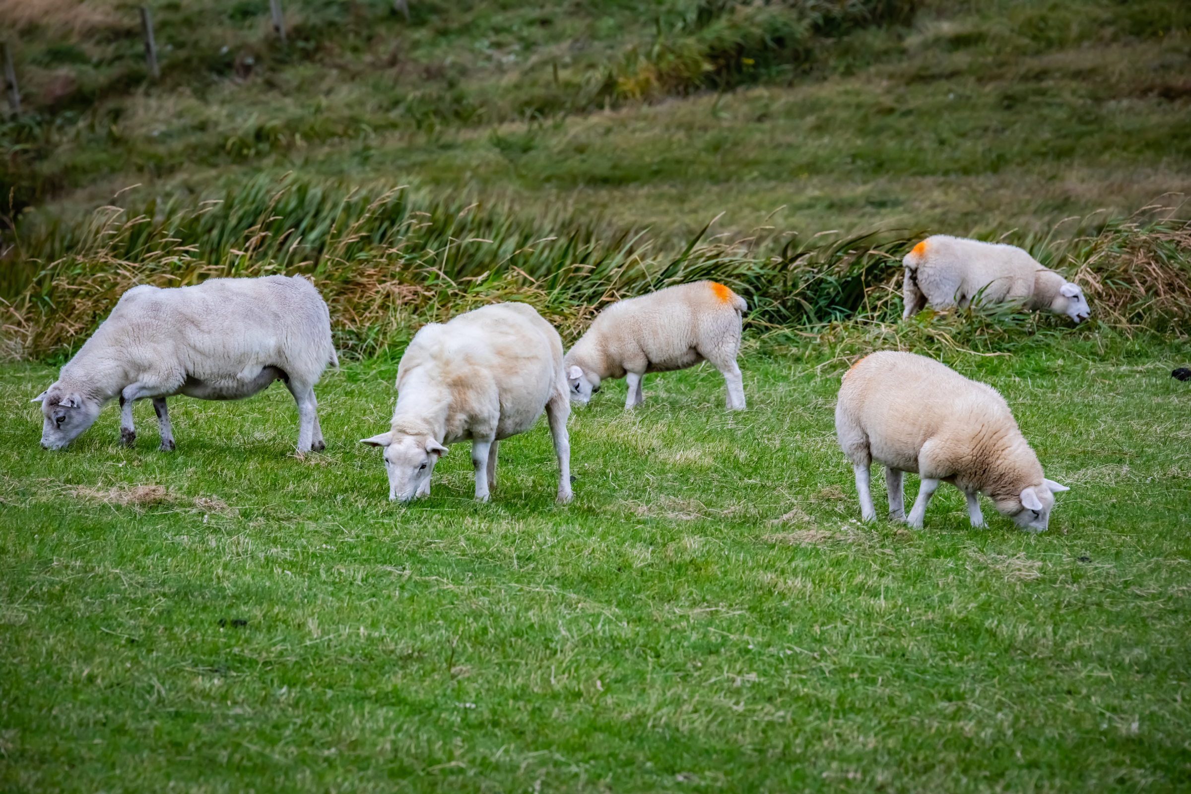 fair isle, shetland islands (3).webp